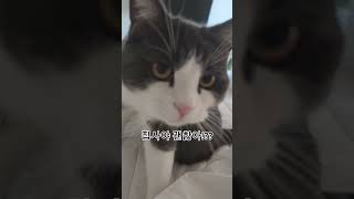 집사 재채기 소리에 반응해 주는 고양이