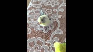 ついてくるインコのムック