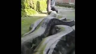 anaconda vs python / biggest anaconda vs biggest python