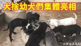 14只小奶狗全部亮相，国内比较少见的犬种，曾被许多国家禁养！