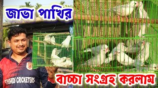 জাভা পাখি বাচ্চা সংগ্রহ করলাম || java pakhi colony || Birds of village