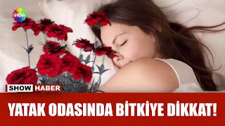 Yatak odasında bitki sağlığa zararlı mı?