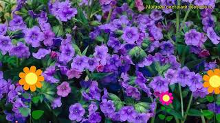 Медуница гибридная Блуе Енсайн. Краткий обзор, описание pulmonaria hybridum Blue Ensign