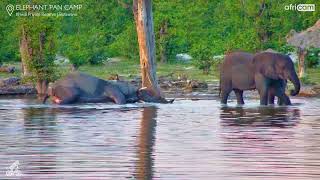 Elephant Lies Down In Water