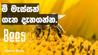 මී මැස්සන් ගැන දැනගන්න.(Amazing Information about Bees)