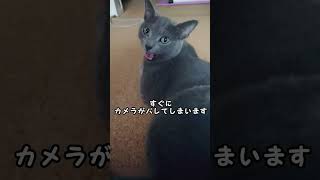 【猫動画】カメラに敏感なロシアンブルー【russianbule】#shorts　Camera-sensitive Russian Blue