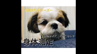 [生後3カ月シーズー]体のサイズ…どのくらい？