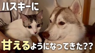 【ハスキーに甘えるようになってきた…？！】一緒に添い寝するようになった子猫とハスキー