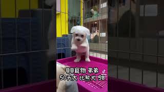 貝貝寵物專業犬舍-比熊犬 58號