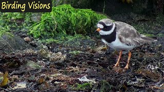 Common Ringed Plover l Birds of Norway