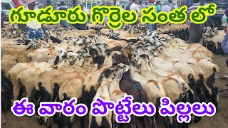 Gudur sheep market Today 7 2 2025 గూడూరు గొర్రెల మార్కెట్ ప్రతి శుక్రవారం