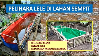 PELIHARA LELE RUMAHAN || LAHAN SEMPIT || KOLAM KECIL