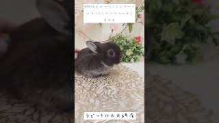 【ネザーランドドワーフデビュー🐰】ラビットルル大阪店 #shorts #うさぎ #ネザーランドドワーフ