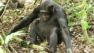 Meet Angry \u0026 Calm Chimpanzee inside African Forest Jungle