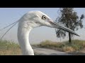 bto bird id little egret and great white egret