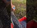 harvest blueberry farm #shorts