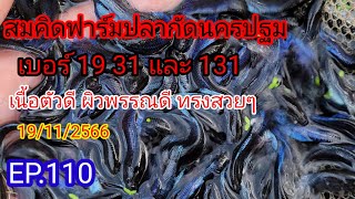 สมคิดฟาร์มปลากัดนครปฐม เบอร์ 19 31 และ131 เนื้อตัวดี ผิวพรรณดี ทรงสวย มีผลงาน เช็คผ่านสนามแล้ว