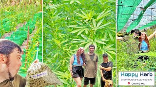 The Best Visit to Happy Herb Cannabis Farm | Chiang Mai, Thailand