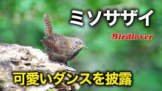 甲州ミソ・お山で出会ったミソサザイのダンス / Eurasian Wren