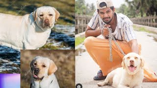 LAB 🐶ഡോഗുമായി എങ്ങനെ easy friend ആക്കാം 😍....