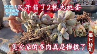 又开箱了2株大桃蛋，杆子粗又壮，还是美女家的多肉真是棒极了！