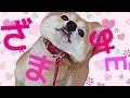 【可愛くてごめん】替え歌《可愛くてごめん feat.らんたん cv：ずんだもん 》ver.short