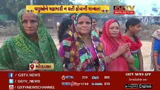 Modasa: New Year celebrated by firing crackers among animals