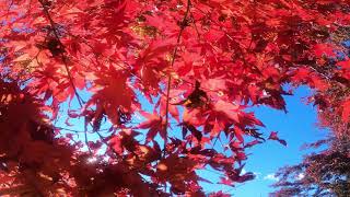 日本の四季 秋の紅葉(高尾山)　◇Japan's four seasons - Autumn leaves of Mt. Takao