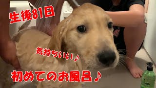 ゴールデンの子犬生後８１日　初めてのお風呂♪ドライヤーは大嫌いです(笑)【Joe Life】