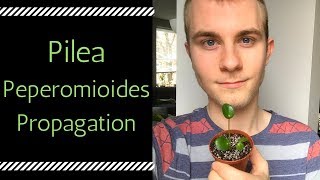 How to Propagate Pilea peperomioides (Chinese Money Plant)