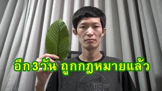 ใบกระท่อม อีก3วันถูกกฎหมาย รายได้มหาศาล