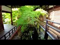 kyoto japan walk beautiful fresh green maple eikando ji temple may 10 2023