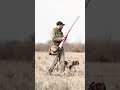 Steady Dogs Make Great Birddogs