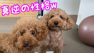 穏やかな兄とわんぱくな妹w正反対すぎるふたりw【トイプードルそぼろ＆ニコ】