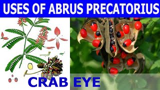 USES OF ABRUS PRECATORIUS - CRAB EYE