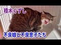 【Hiss！Cats】お母さんいつもありがとう