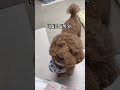 술 먹고 늦게 들어온 아빠를 본 강아지의 반응 로티와삐따꼴라 강아지 푸들 반려견 funnyshorts cutedog 시트콤 웃긴영상