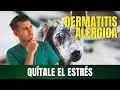 ALERGIA EN PERROS - 6 REMEDIOS CASEROS QUE DEBES PROBAR EN TU PERRO