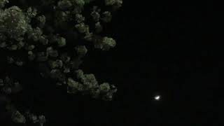 神戸市立王子動物園夜桜通り抜け2022  月と夜桜 Moon and night cherry blossoms