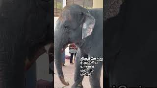 திருச்செந்தூர் யானை நடனம் மற்றும் மயில் #murugan #tiruchendurmurugantemple #elephant #peacock #god