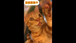 里親募集中　ハンディのある子猫ちゃんアメショー😸　アゴはネコ