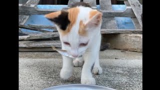 新鮮な魚を美味しそうに食べる子猫 #Shorts “A wild kitten eats fresh fish deliciously”