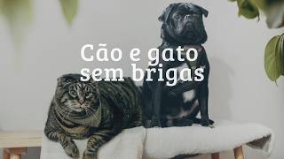 Como adaptar cachorro com gato | Etapas simples e macetes | Como fazer cão acostumar com gatos