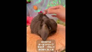 【うさぎベビー】🐰和泉本店　#うさぎの赤ちゃん #うさぎ#うさぎ専門店 #shorts