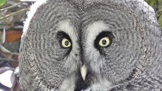 Great Grey Owl -﻿ Lappuggla Owls