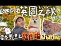 【春家週記】英國之秋🍁🍂狗狗總是被貓貓欺負?💢🐱#英國生活 #貓 #柴犬 @shibaharumaki