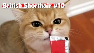 Golden British Shorthair #10 | Maple Cat | This is Cat