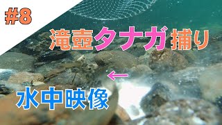 #8【水中カメラ】奄美の滝壺でタナガ（テナガエビ）捕り　Catching long-armed freshwater prawns at a waterfall in Amami