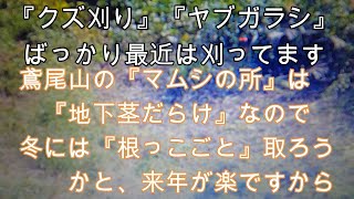 神奈川県・厚木市・愛川町・鳶尾山　夏も終わり雑草で厄介なのは 『 クズ 』 や 『 ヤブガラシ 』 が残っています