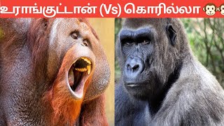 கொரில்லா vs  உராங்குட்டான் / மனித குரங்கு 5 சுவாரஸ்யமான தகவல்கள் / Gorilla VS Orangutan